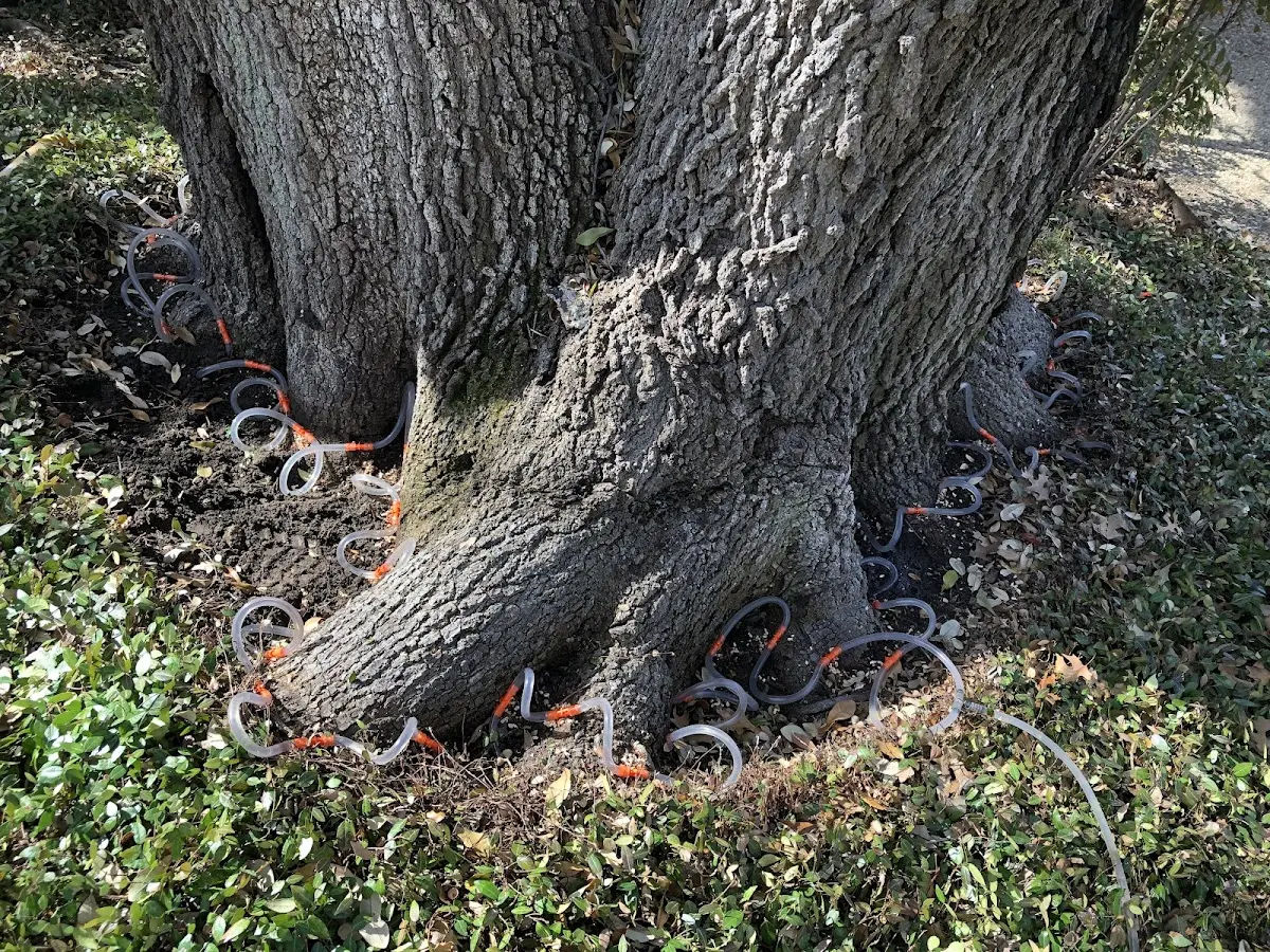 Detailed Tree Cabling and Bracing job site in Amma