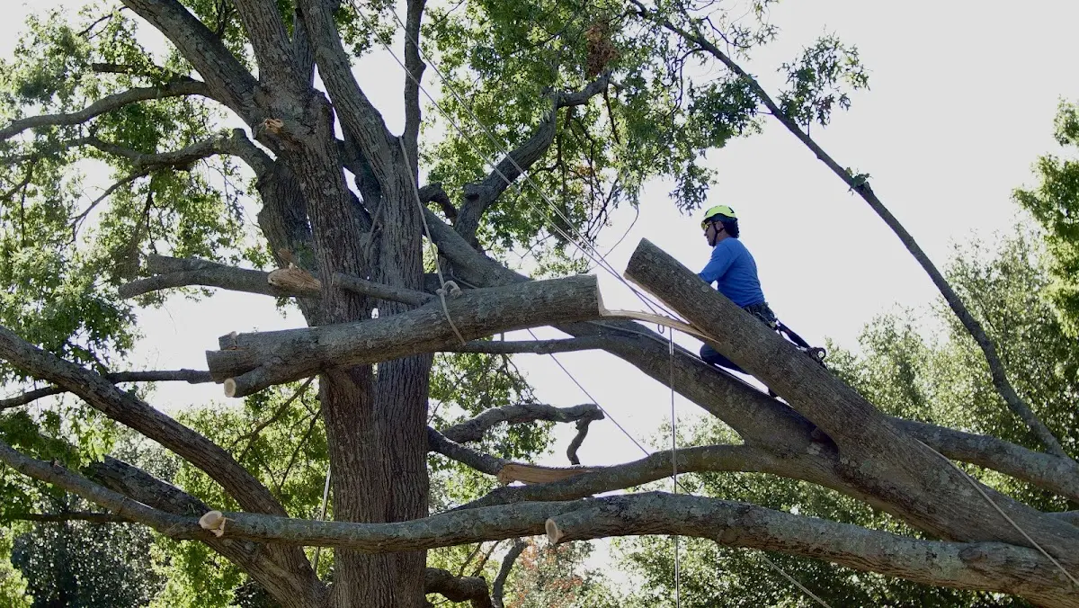 Professional Crown Thinning performed by certified arborists in Amma